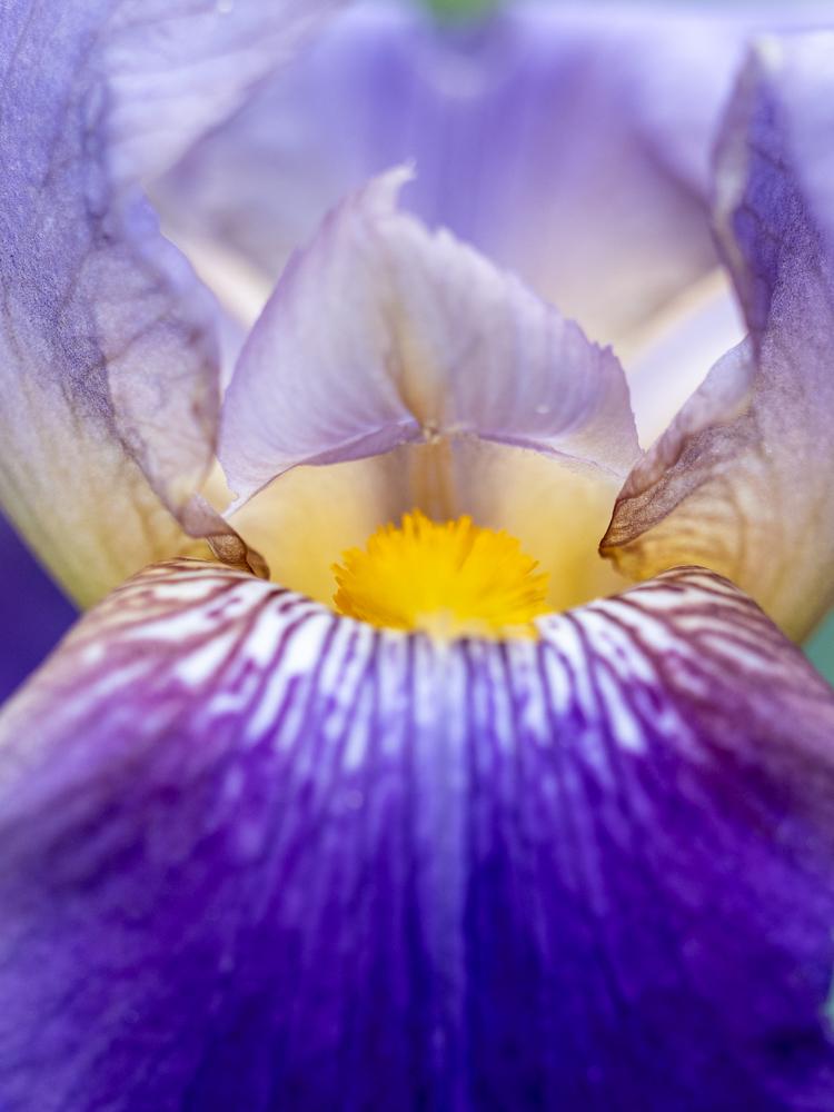 Beispiel aus der Natur für Komplementär-Kontrast Gelb Violett Beispiel aus der Natur für Komplementär-Kontrast Gelb Violett