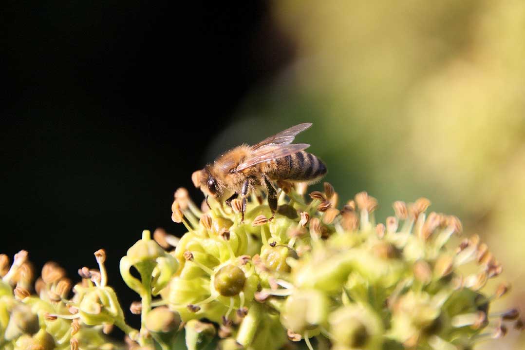 Biene auf Blüte - f 7,1 250mm 1/320s ISO 250