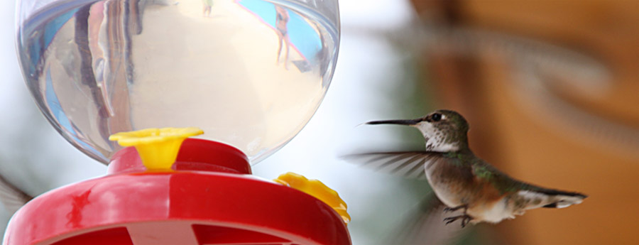 Kolibri im Flug fotografieren