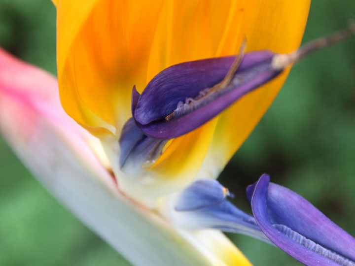 Makrofoto Blume