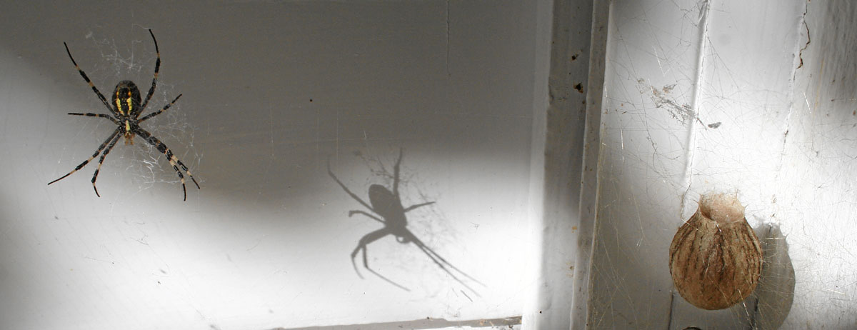 Spinne mit Schatten und ihrem Kokon