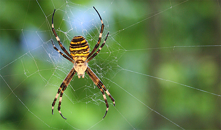 Lenkung des Blicks durch Schärfe auf Spinne und unscharfen Hintergrund