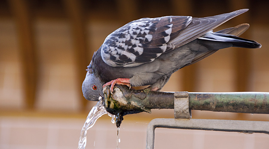 Trinkende Taube auf Brunnen: Das Wasser ist unscharf – fließend
